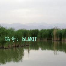 ת
